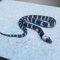 Black and white snake coiled on blue textured surface displaying distinct body patterns 3d model