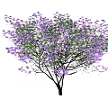 Lush Arbor With Purple Flowers Green Leaves And Branches In Bloom