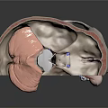 Human Skull Anatomical Structure 3D Model Showing Internal Organs and Hair