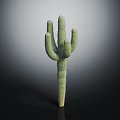 Green Cactus Plant With Textured Arms Standing On Dark Background