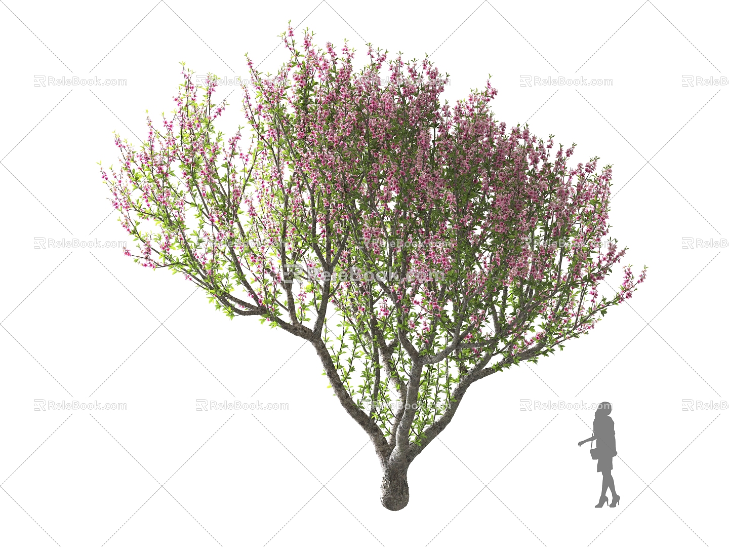 Purple Leaf Plum Flowering Trees Landscape Trees Street Trees Courtyard Trees 3d model