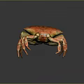 Red Orange Crab with Shiny Shell and Spiny Legs in Standing Pose on Dark Background