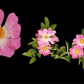 Vibrant Pink Flower Plant Featuring Green Leaves and Yellow Stamens Against Black Background