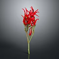Decorative Red Chili Peppers With Green Stems On Grey Background For Home Use