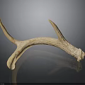 Detailed Deer Antler Organ With Natural Texture Isolated On Dark Background