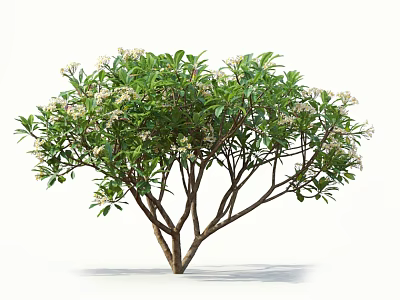 Ornamental Arbor with Slender Branches Lush Green Leaves and Small White Flowers 3d model