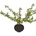 Lush Green Branches In Gray Spherical Vases For Home Decor Accents