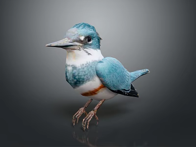 Beautiful Blue and White Kingfisher with Orange Belly Standing on Gray Background 3d model