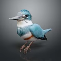 Beautiful Blue and White Kingfisher with Orange Belly Standing on Gray Background