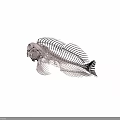 Detailed Fish Skeleton Anatomical Structure With White Bones Against Black Background 3d model