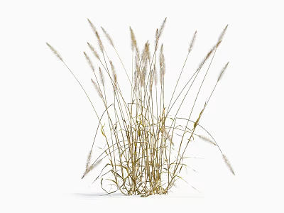 Tall Golden Feathery Grass Bunch Isolated on Clean White Background 3d model