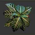 Green And White Striped Leaf Foliage Plant In Orange Pot For Indoor Decoration