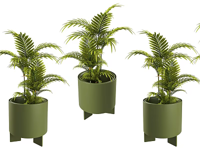 Three Bonsai Potted Plants With Fern Like Green Leaves In Green Pots On Stands 3d model