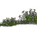 Clusters of Flowering Plants With Green Leaves And Small Purple Flowers