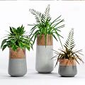 Modern Potted Plants with Concrete and Terracotta Planters Variegated Long and Fern Like Leaves