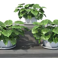 Lush Green Leafy Potted Plants In White Pots With Saucers On Wooden Surface