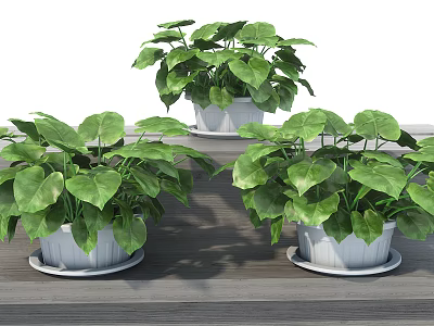 Lush Green Leafy Potted Plants In White Pots With Saucers On Wooden Surface 3d model