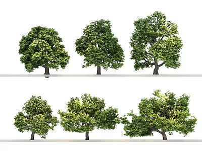 Various Types of Deciduous Trees With Lush Green Foliage And Diverse Canopy Shapes 3d model