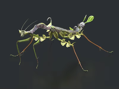 Leaf Mantis Flying Insect With Green Purple Body And Leaf Like Structure On Dark Background 3d model