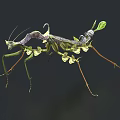 Leaf Mantis Flying Insect With Green Purple Body And Leaf Like Structure On Dark Background