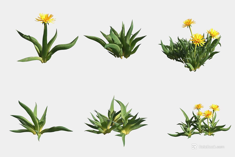 Different Types Of Succulent Plants With Green Leaves And Yellow Flowers 3d model 