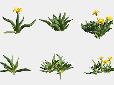 Different Types Of Succulent Plants With Green Leaves And Yellow Flowers 3d model