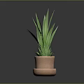 Green Leaf Plant with Long Leaves in Two Tiered Terracotta Pot on Dark Background
