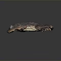 Brown Spotted Frog With Red Eyes And Textured Skin On Dark Background