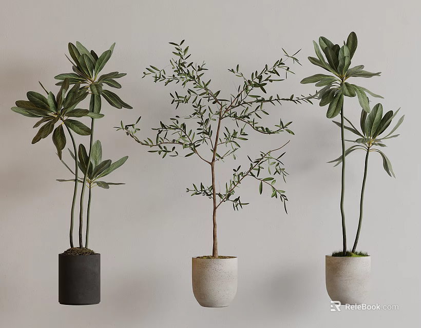 Potted Bonsai Plants With Broad And Slender Leaves In Black Cream Pots Against Light Wall 3d model 