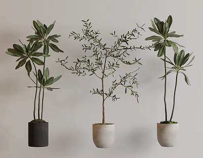 Potted Bonsai Plants With Broad And Slender Leaves In Black Cream Pots Against Light Wall 3d model