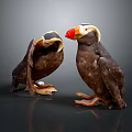 Two Puffins With Brown Black Feathers And Colorful Beaks On Dark Reflective Surface
