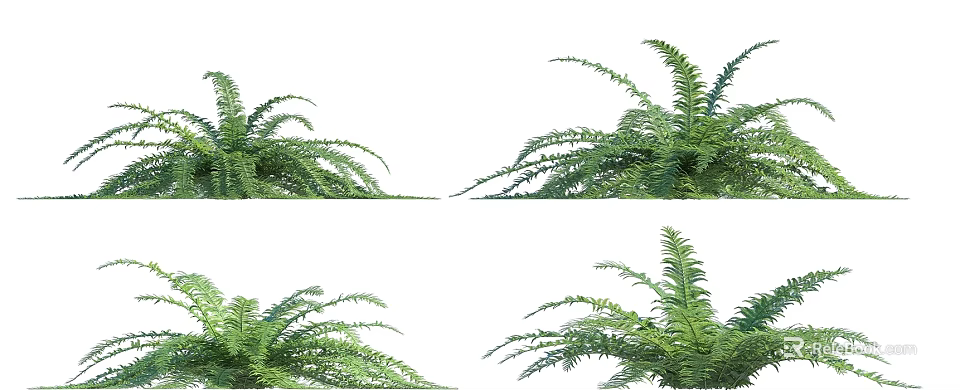 Lush Green Ferns With Feathery Leaves As Ornamental Plants For Indoor Outdoor 3d model 
