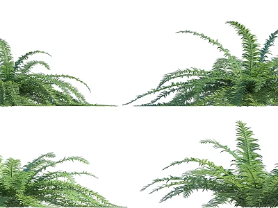 Lush Green Ferns With Feathery Leaves As Ornamental Plants For Indoor Outdoor 3d model