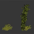 Natural Green Plants with Various Sizes and Different Shapes on White Background