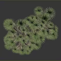 Joshua Tree With Brown Trunk And Green Needle Like Leaves In Unique Shape