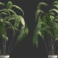 Tall Green Palm Trees in White Planters with Small Human Figure