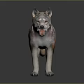3D Wolf Character Model With Realistic Fur Standing In Dark Background 3d model