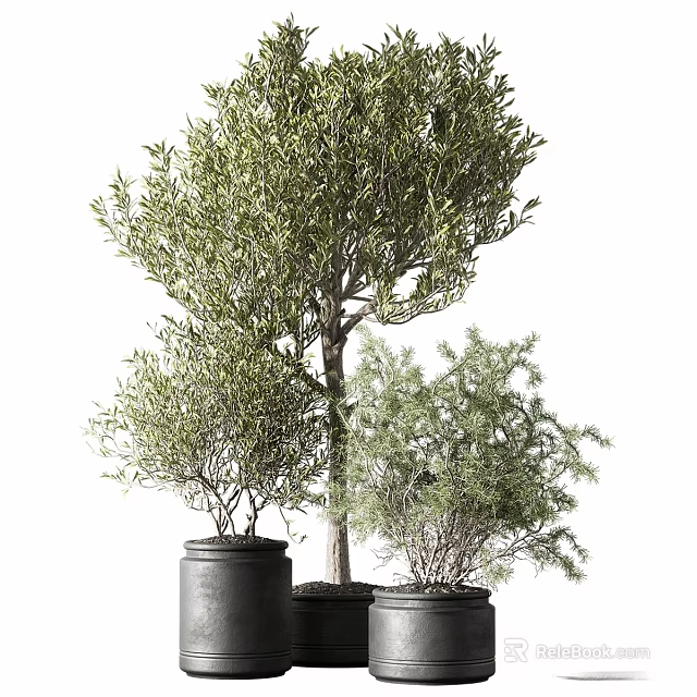 Decorative Olive Tree and Shrub Ornament Set in Black Clay Pots 3d model 