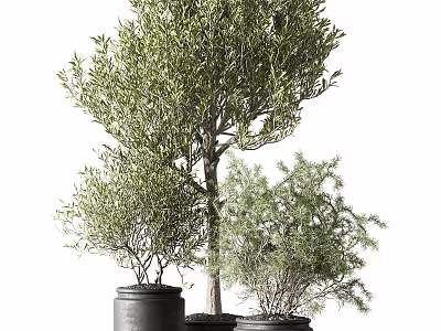 Decorative Olive Tree and Shrub Ornament Set in Black Clay Pots 3d model
