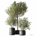 Decorative Olive Tree and Shrub Ornament Set in Black Clay Pots