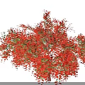 Vibrant Shrub With Red And Green Leaves For Garden Landscape Decoration