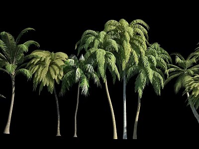 Lush Green Palm Trees With Slender Trunks And Dense Foliage 3d model