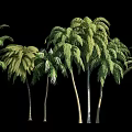 Lush Green Palm Trees With Slender Trunks And Dense Foliage 3d model