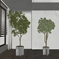 Bonsai Potted Plants in Modern Square Planters for Bright Indoor Room Decor