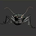 Green Spiked Beetle Detailed Closeup With Textured Exoskeleton On Dark Surface