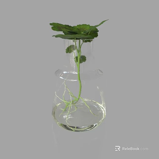 Transparent Glass Vase With Green Plant Leaves And Visible Roots In Water 3d model 
