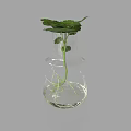 Transparent Glass Vase With Green Plant Leaves And Visible Roots In Water