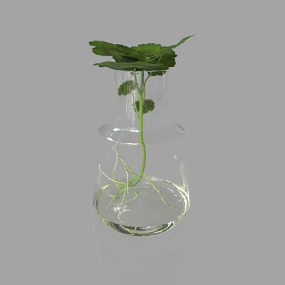 Transparent Glass Vase With Green Plant Leaves And Visible Roots In Water 3d model