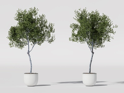 plant potted plant green plant potted plant 3d model