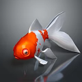 Red And White Goldfish With Large Eyes Shiny Body And Tail On Dark Background